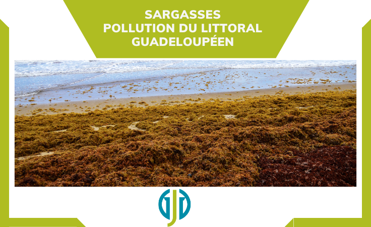 Les sargasses : Source de pollution du littoral guadeloupéen ou nécessaire à son écosystème marin ?