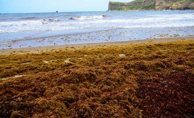 Sargasse : Source de pollution du littoral guadeloupéen ou nécessaire à son écosystème marin ?