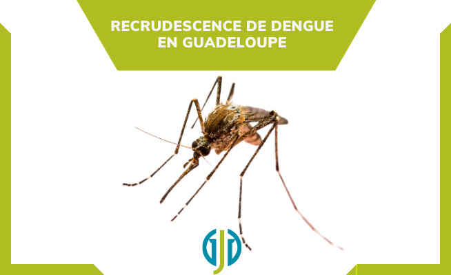 Recrudescence de dengue en Guadeloupe