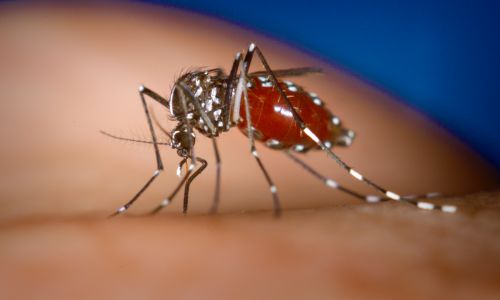 Dengue piqûre