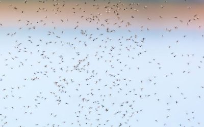 Recrudescence de dengue en Guadeloupe