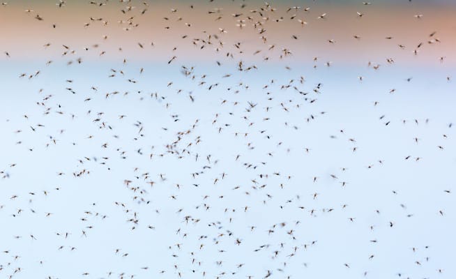 Recrudescence de dengue en Guadeloupe