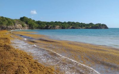 Lutte contre les catastrophes naturelles : Une nouvelle loi et une revalorisation des échouements de sargasses aux Antilles