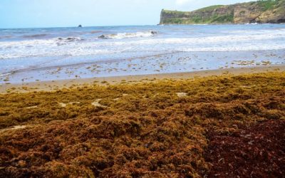 Lutte contre les catastrophes naturelles : Une nouvelle loi et une revalorisation des échouements de sargasses aux Antilles